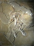 "Archaeopteryx_lithographica_(Berlin_specimen).jpg" by User:Soerfm