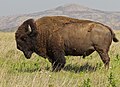 "Bison_bison_Wichita_Mountain_Oklahoma.jpg" by User:Slick-o-bot