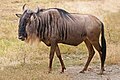 "Blue_Wildebeest,_Ngorongoro.jpg" by User:Muhammad Mahdi Karim