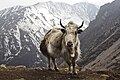 "Bos_grunniens_at_Letdar_on_Annapurna_Circuit.jpg" by User:Bruce1ee