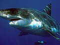 "Carcharodon_carcharias.jpg" by User:MatthewHoobin