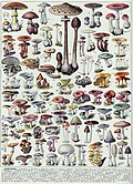 "Champignons-couleurs_1_-_Mushrooms_colour_plate_01_-_Public_domain_illustration_from_Larousse_du_XXème_siècle_1932.jpg" by User:Wolfmann