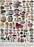 "Champignons-couleurs_2_-_Mushrooms_colour_plate_02_-_Public_domain_illustration_from_Larousse_du_XXème_siècle_1932.jpg" by User:Wolfmann