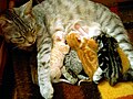 "Charline_the_cat_and_her_kittens.jpg" by User:Phrontis