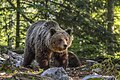 "Eurasian_brown_bear_(Ursus_arctos_arctos)_female_1.jpg" by User:Charlesjsharp