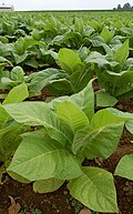 "Patch_of_Tobacco_(Nicotiana_tabacum_)_in_a_field_in_Intercourse,_Pennsylvania..jpg" by User:Ram-Man