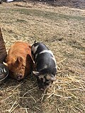 "Two_Kunekune_Pigs.jpg" by User:1RingFB