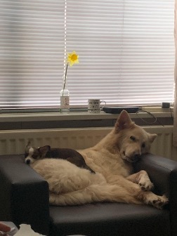 a small dog sleeping on top of a large dog on a chair