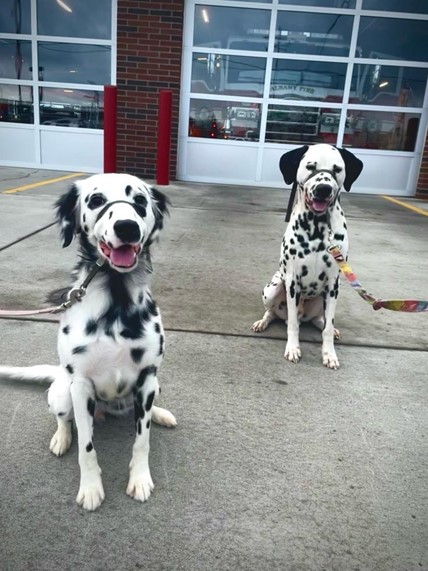 Fur Babies from The Good January 2024 Submission