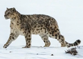"Snow_Leopards_-_Ghost_of_the_Mountains_for_Ministry_of_Tourism_(MOT)_India_9_(cropped).png" by User:Mariomassone