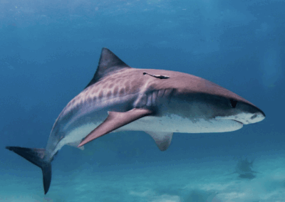 An underwater photo of a Tiger Shark.